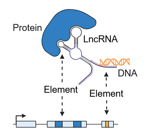 lncRNA elements cartoon